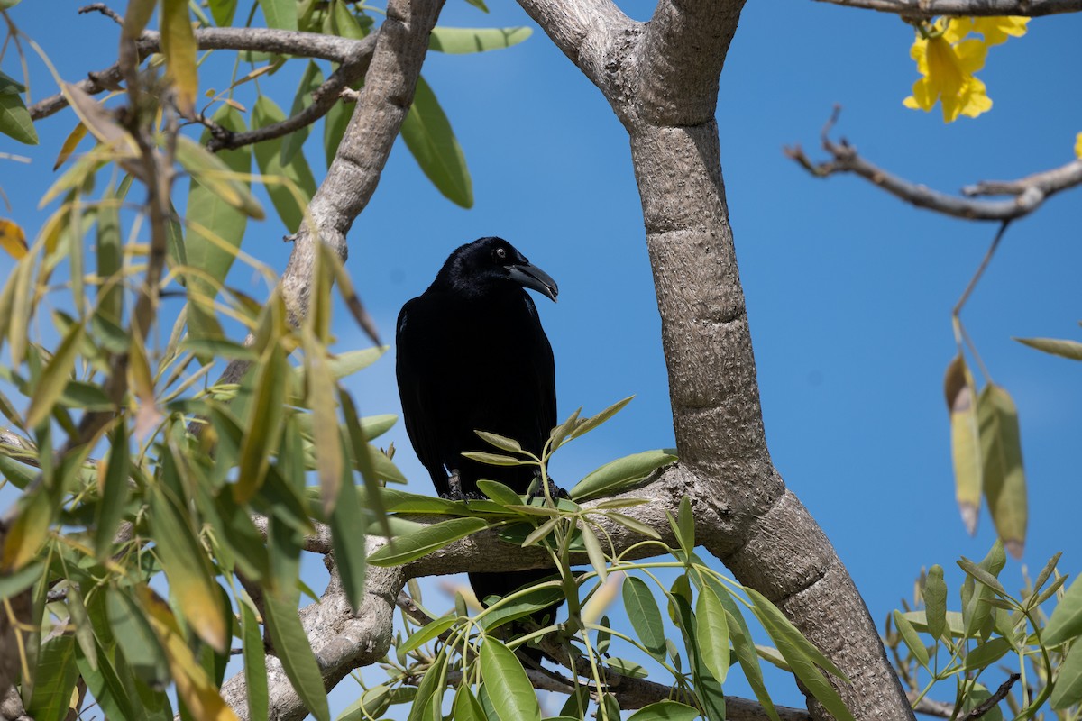 Great-tailed Grackle - ML337347421
