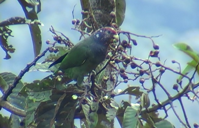 Speckle-faced Parrot (Plum-crowned) - ML337347841