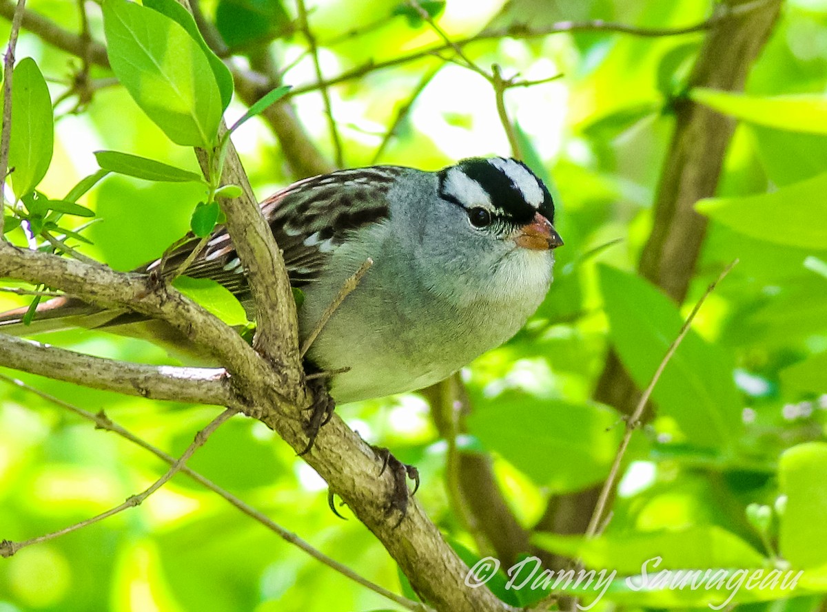 White-crowned Sparrow - ML337348481
