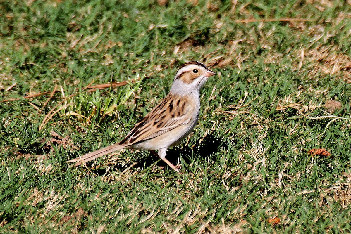 Clay-colored Sparrow - ML337349951