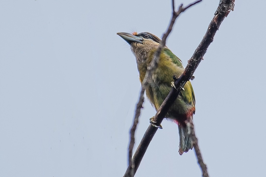 Red-vented Barbet - ML337352561