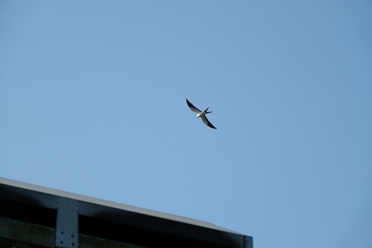 Swallow-tailed Kite - ML337362951