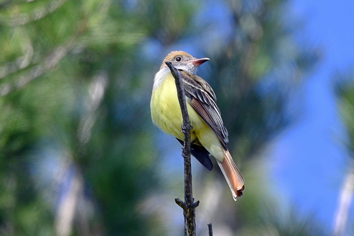 Great Crested Flycatcher - ML337364601