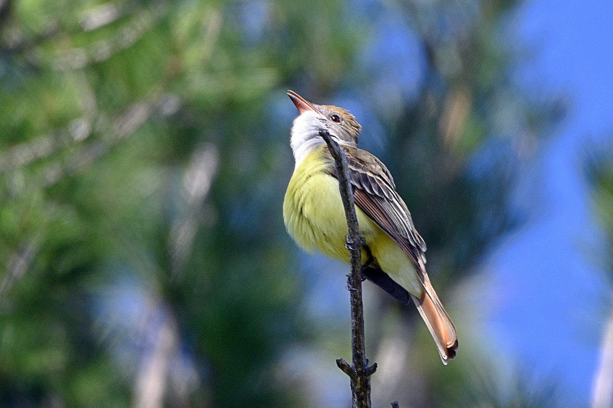 Great Crested Flycatcher - ML337364631