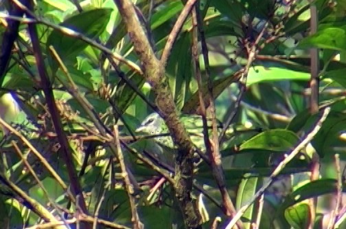 Spotted Tanager - ML337364841