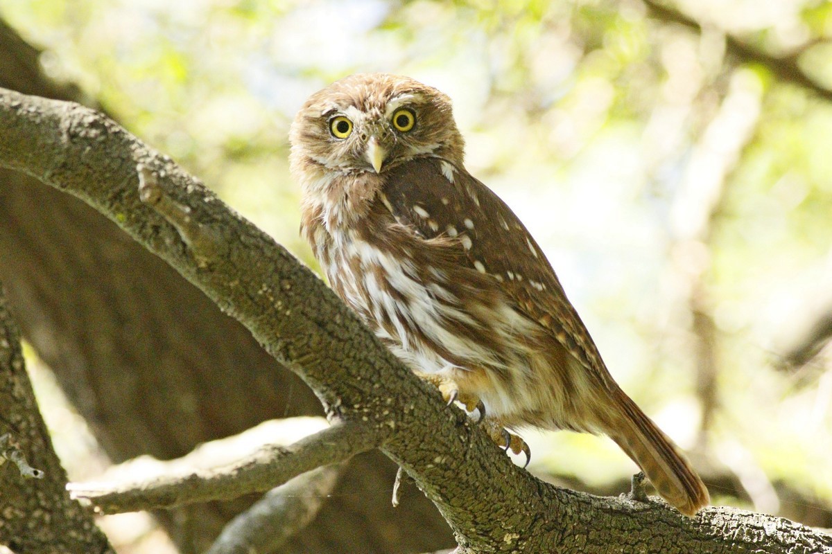 Ferruginous Pygmy-Owl - ML337369361