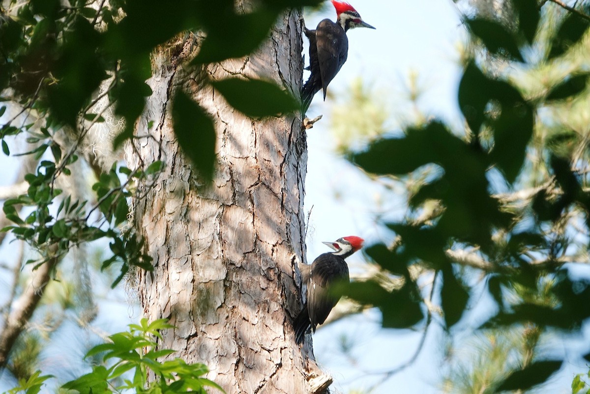 Pileated Woodpecker - ML337371501