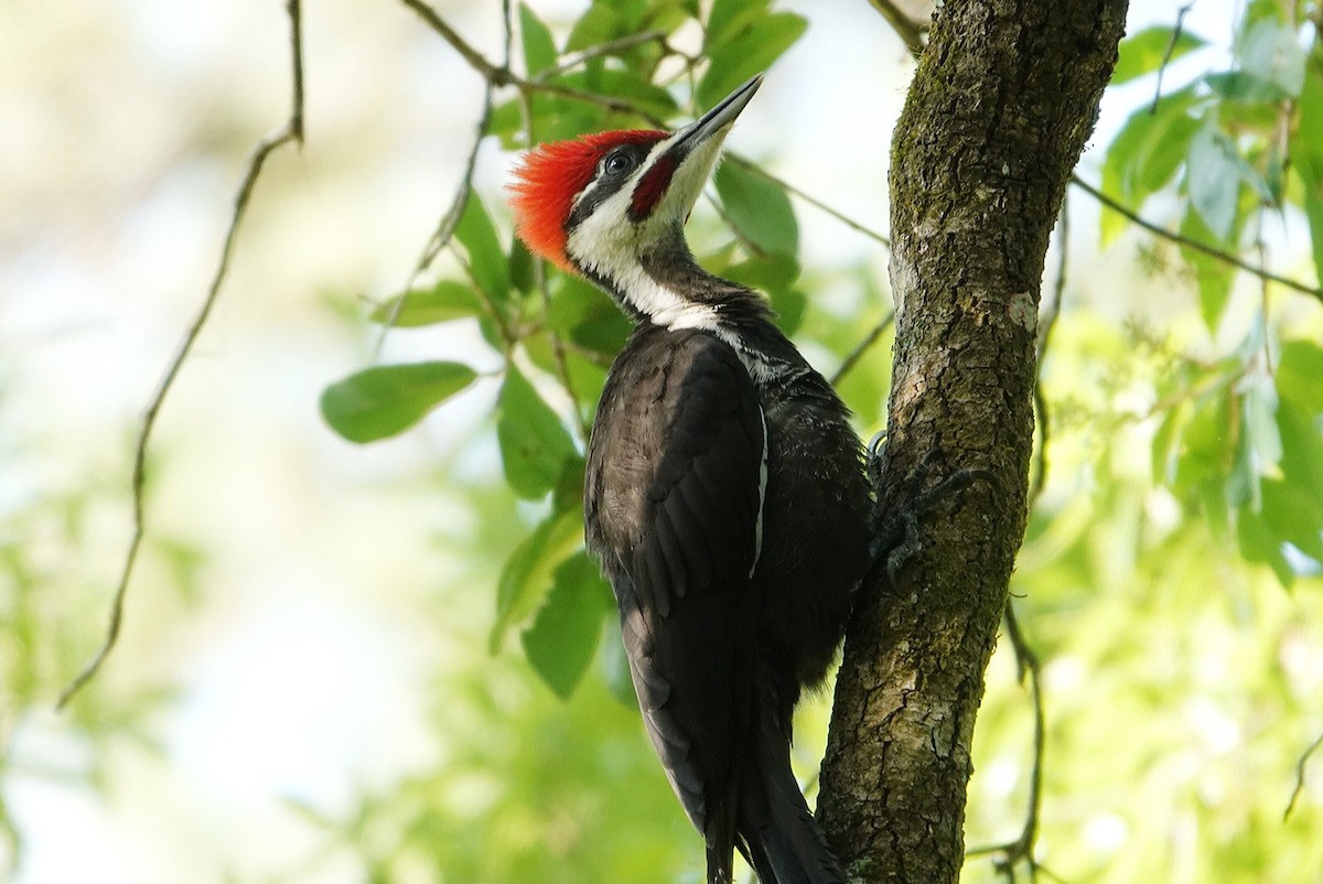 Pileated Woodpecker - ML337373111