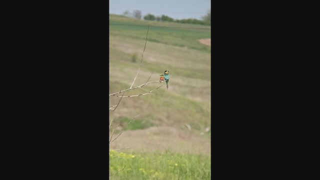European Bee-eater - ML337373231