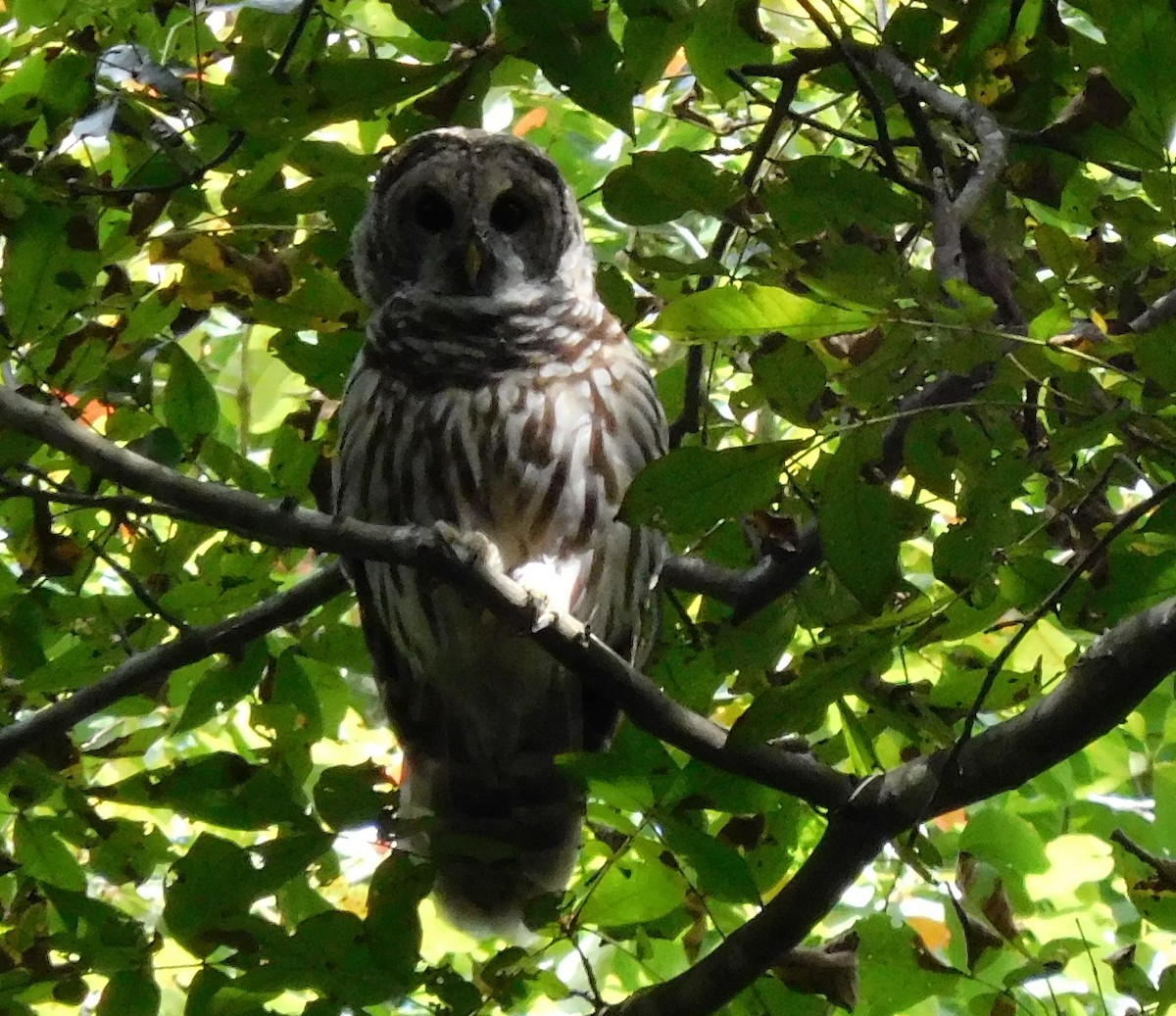 Barred Owl - ML33738151
