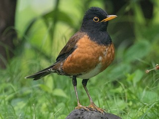 アカコッコ　バードカービング Izu Thrush - eBird