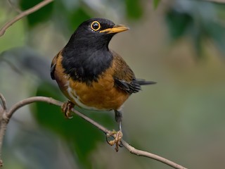 アカコッコ　バードカービング アカコッコ バードカービング