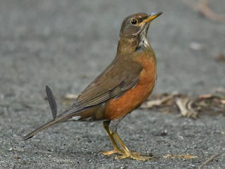 Izu Thrush - eBird