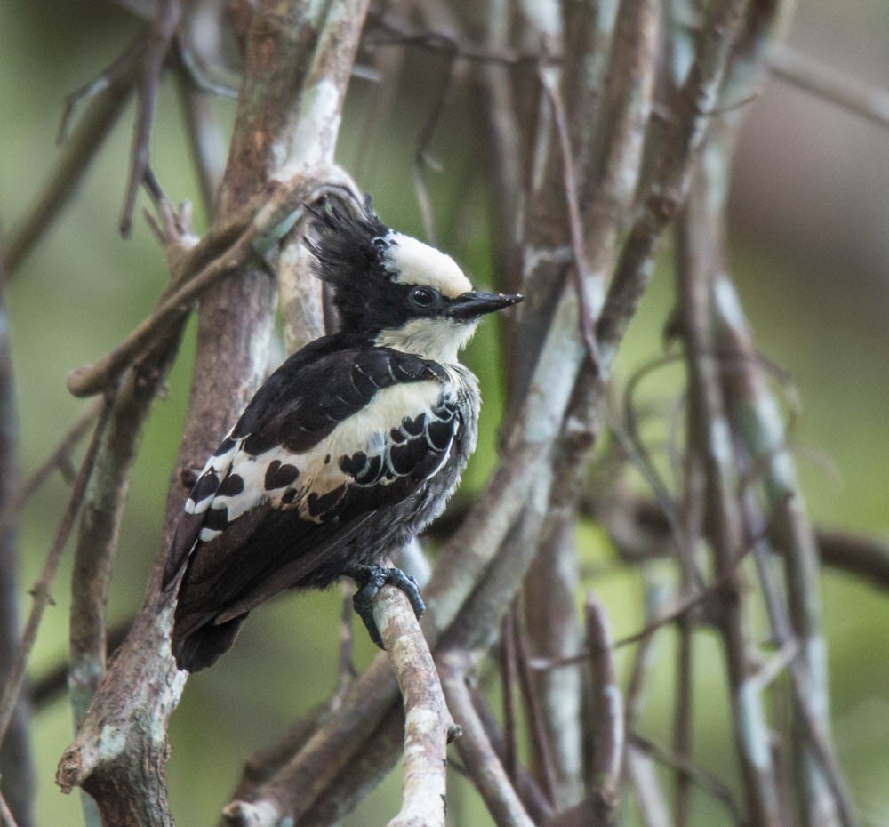 Heart-spotted Woodpecker - jithesh pai