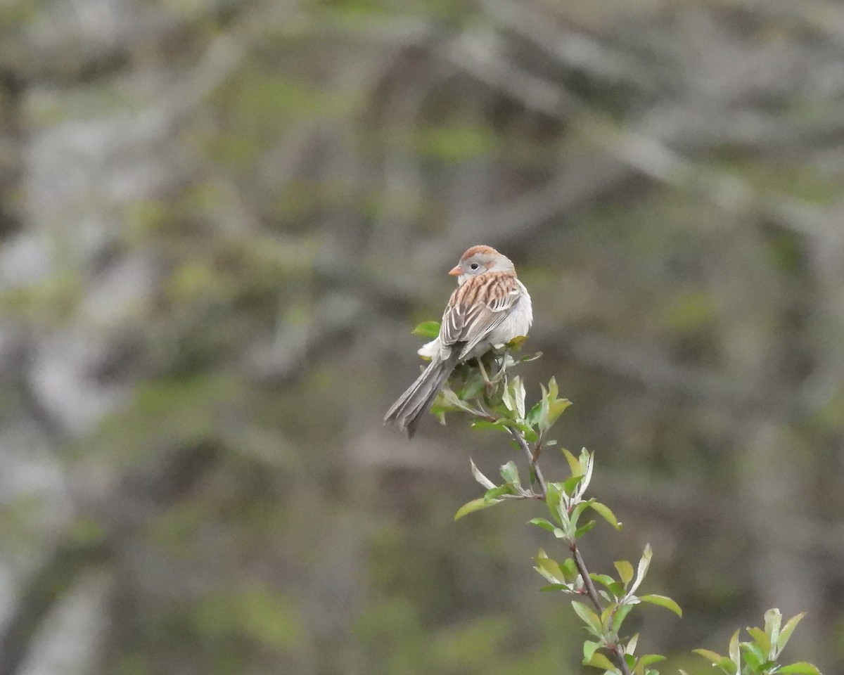 Field Sparrow - ML337387631