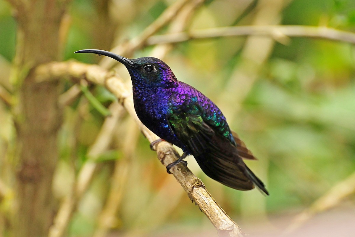 kolibřík fialkový - ML33739401