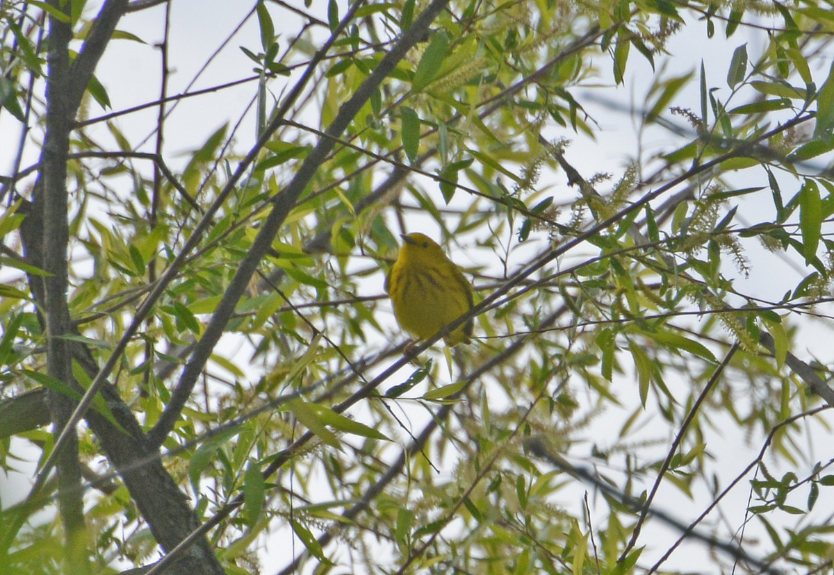 Yellow Warbler - ML337395081