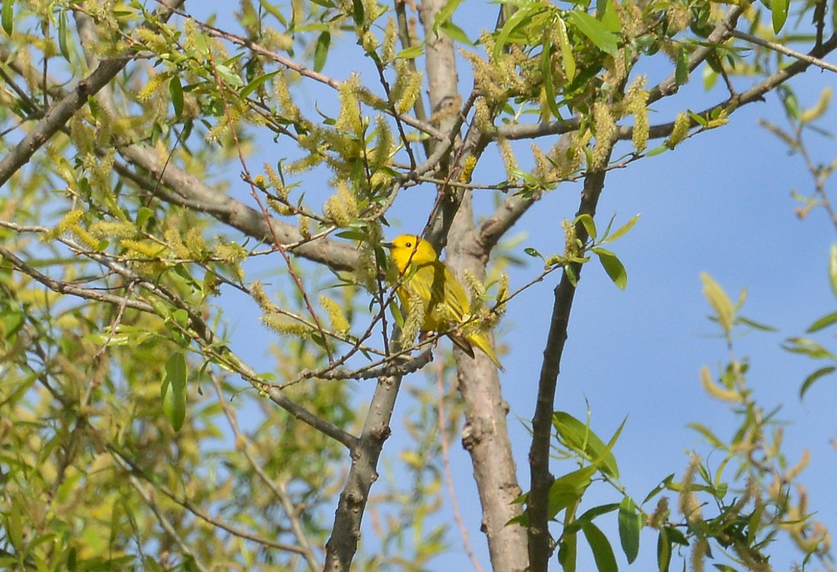 Yellow Warbler - ML337395091