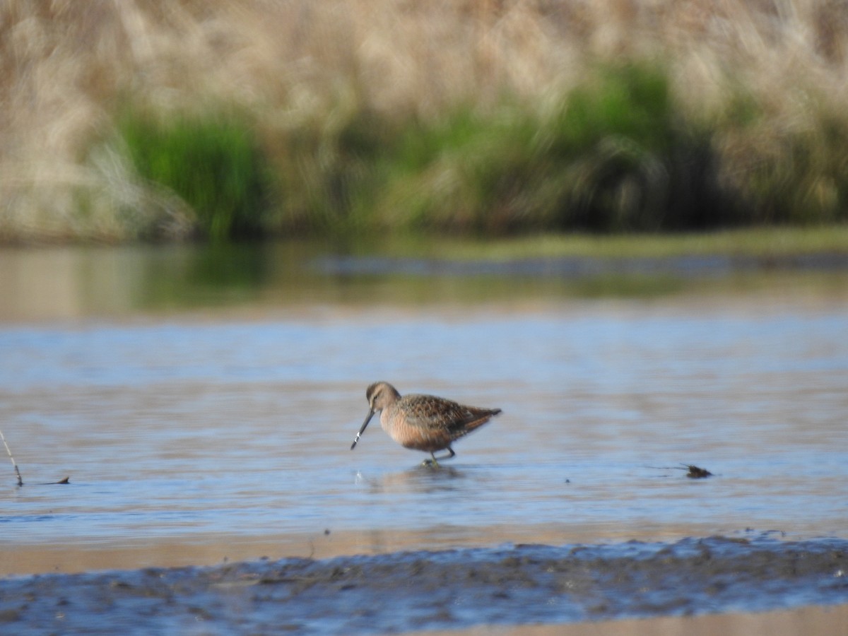 Long-billed Dowitcher - ML337410041