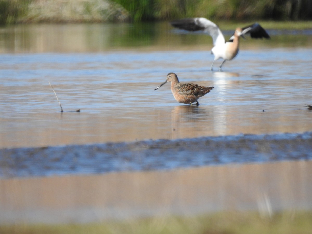 Long-billed Dowitcher - ML337410051