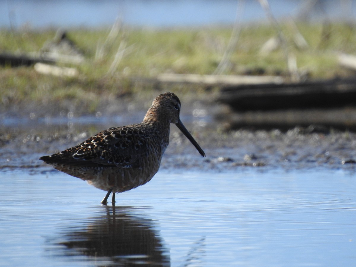 Long-billed Dowitcher - ML337410071