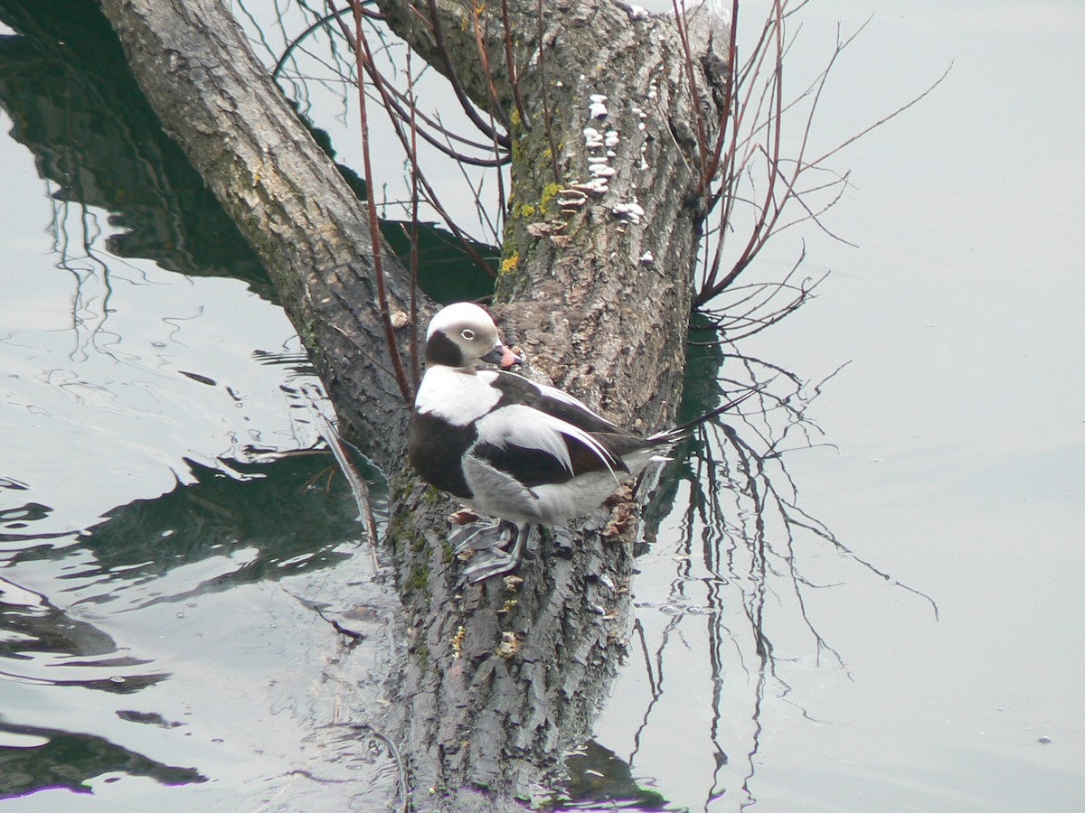 Long-tailed Duck - ML337414851