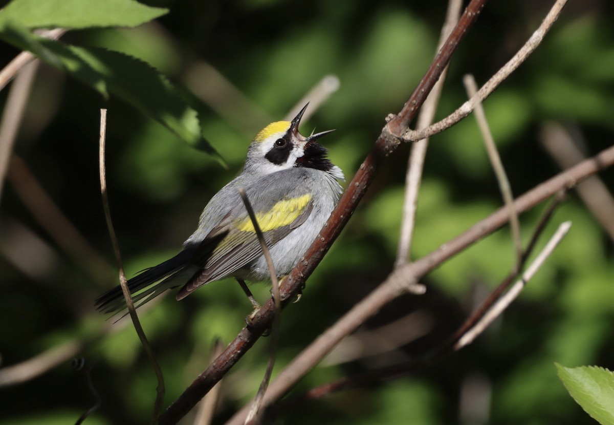 Golden-winged Warbler - Wei Lu