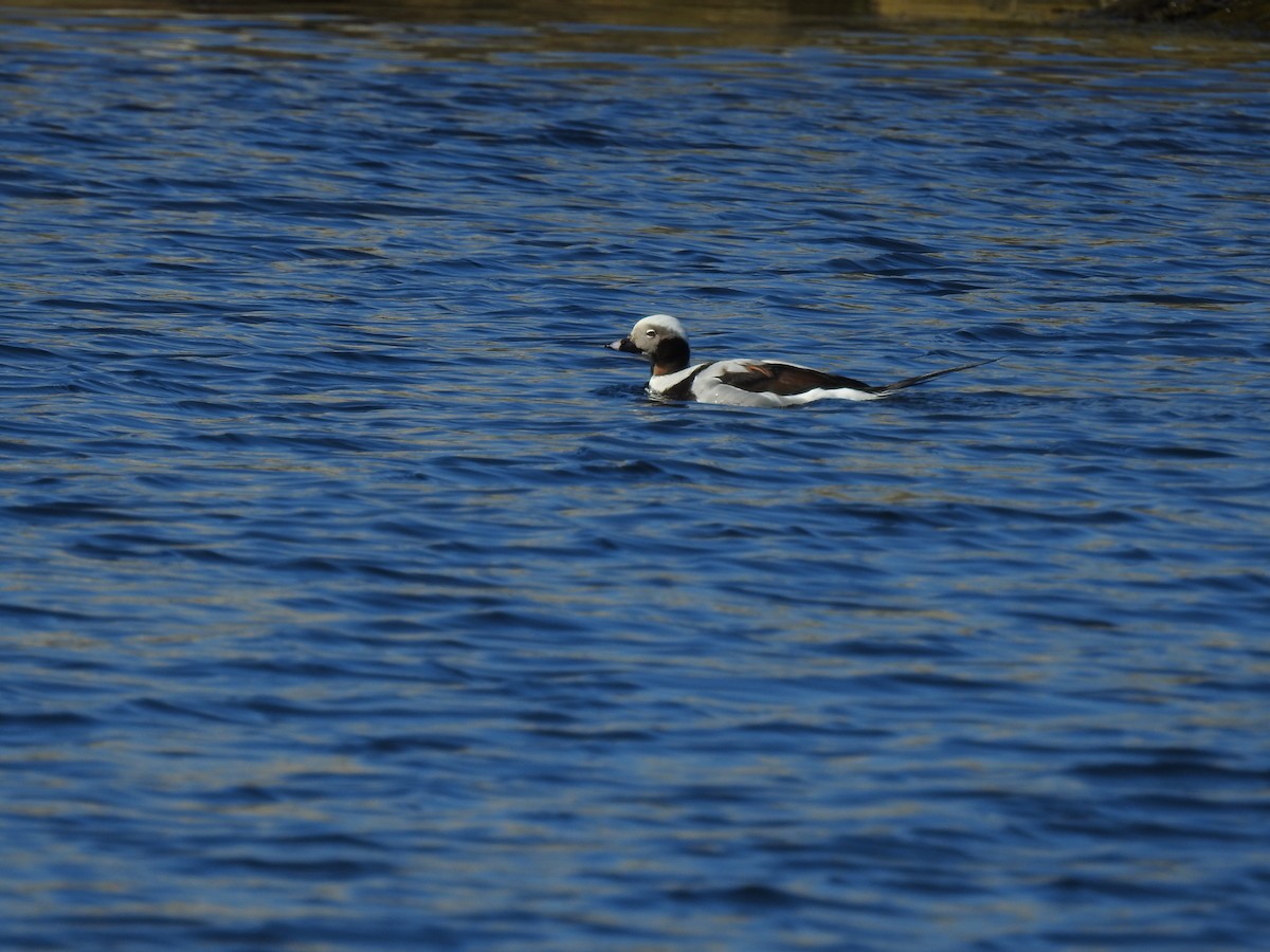 Long-tailed Duck - ML337423181