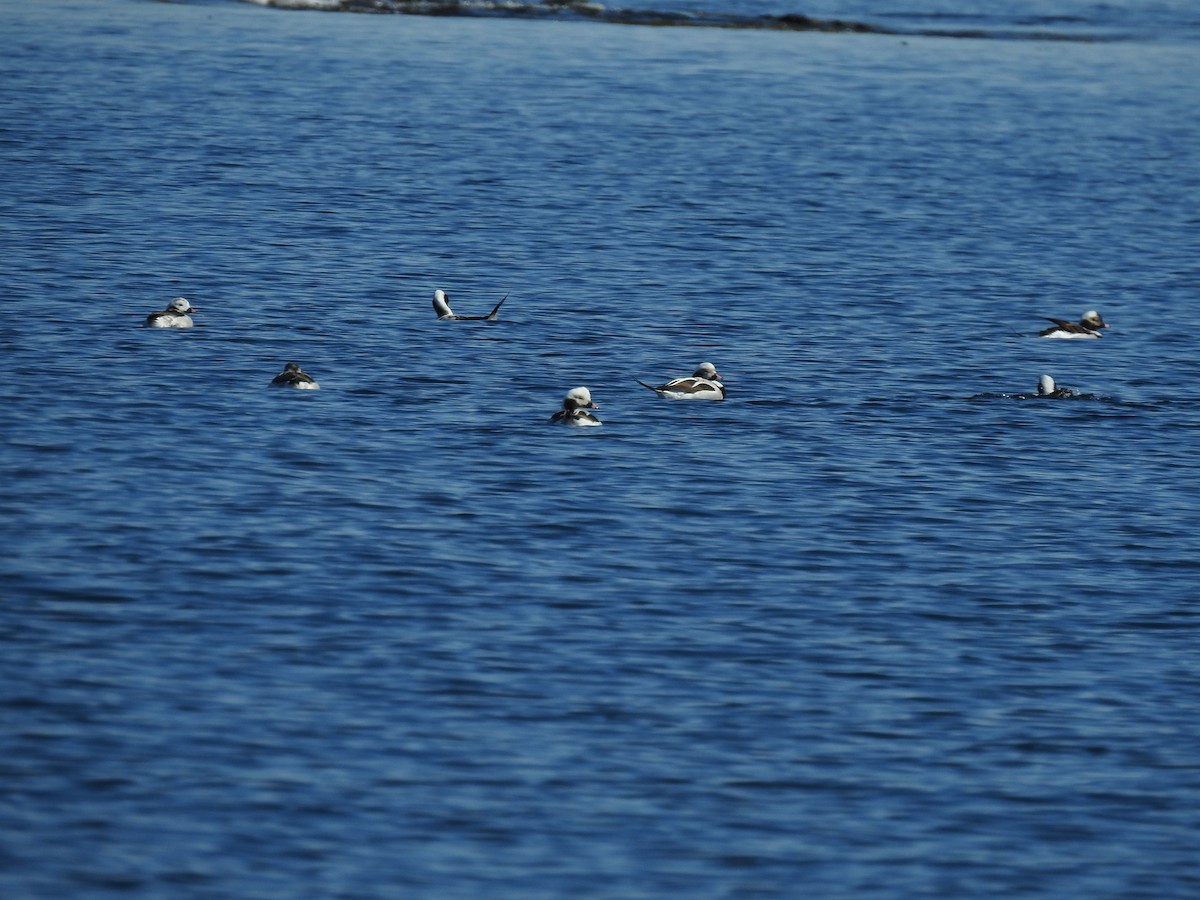 Long-tailed Duck - ML337423191