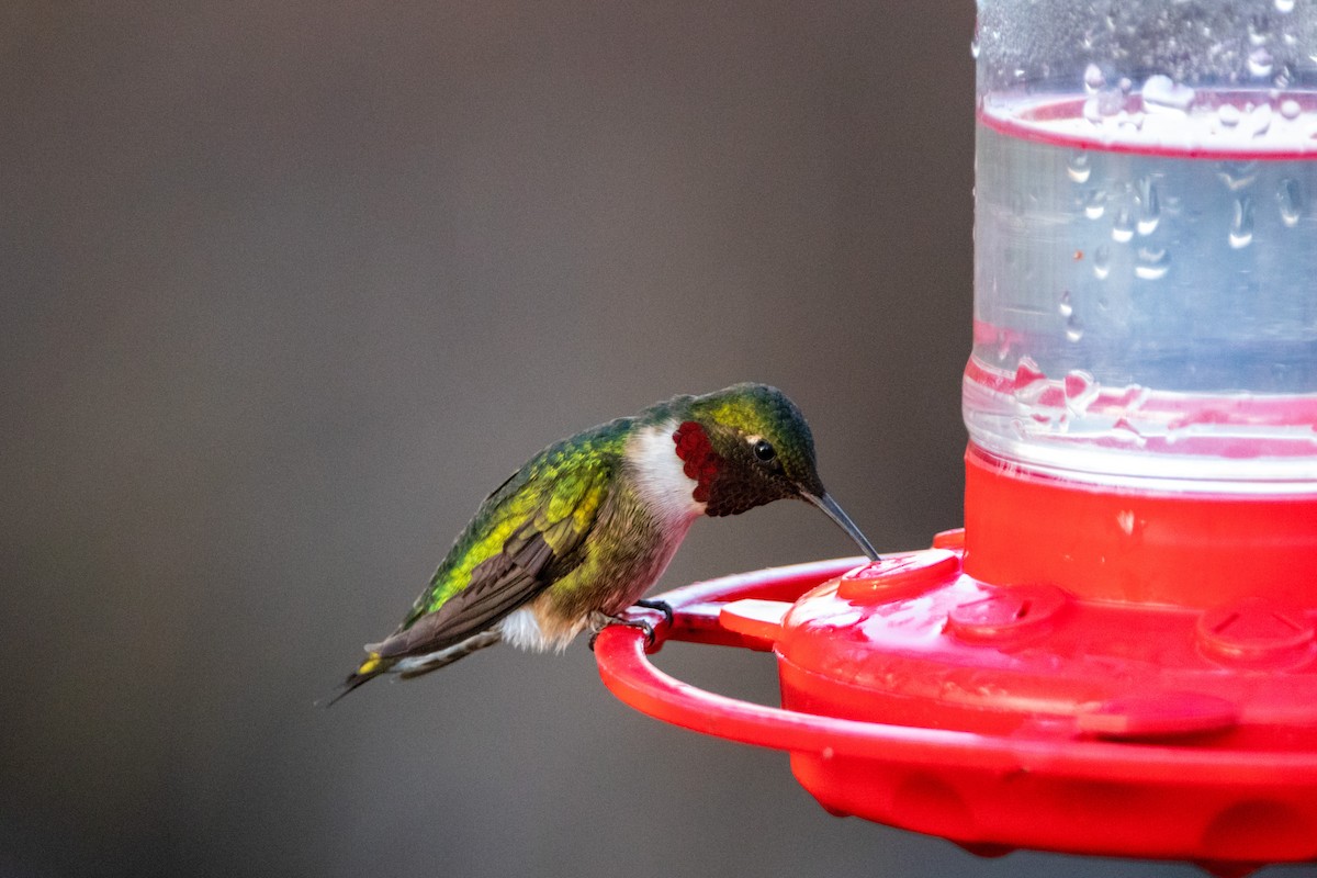 Ruby-throated Hummingbird - ML337425361