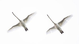 Mute Swan, ML337426521