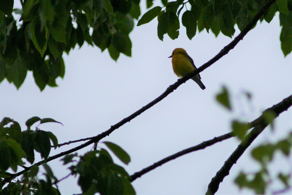 Prothonotary Warbler - ML337430291
