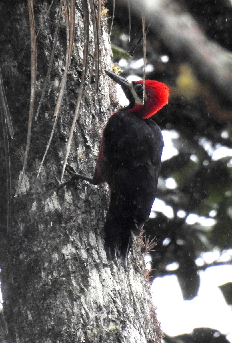 Crimson-bellied Woodpecker - ML337434721