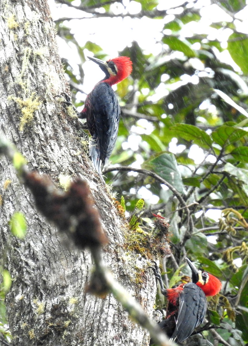 Crimson-bellied Woodpecker - ML337434731