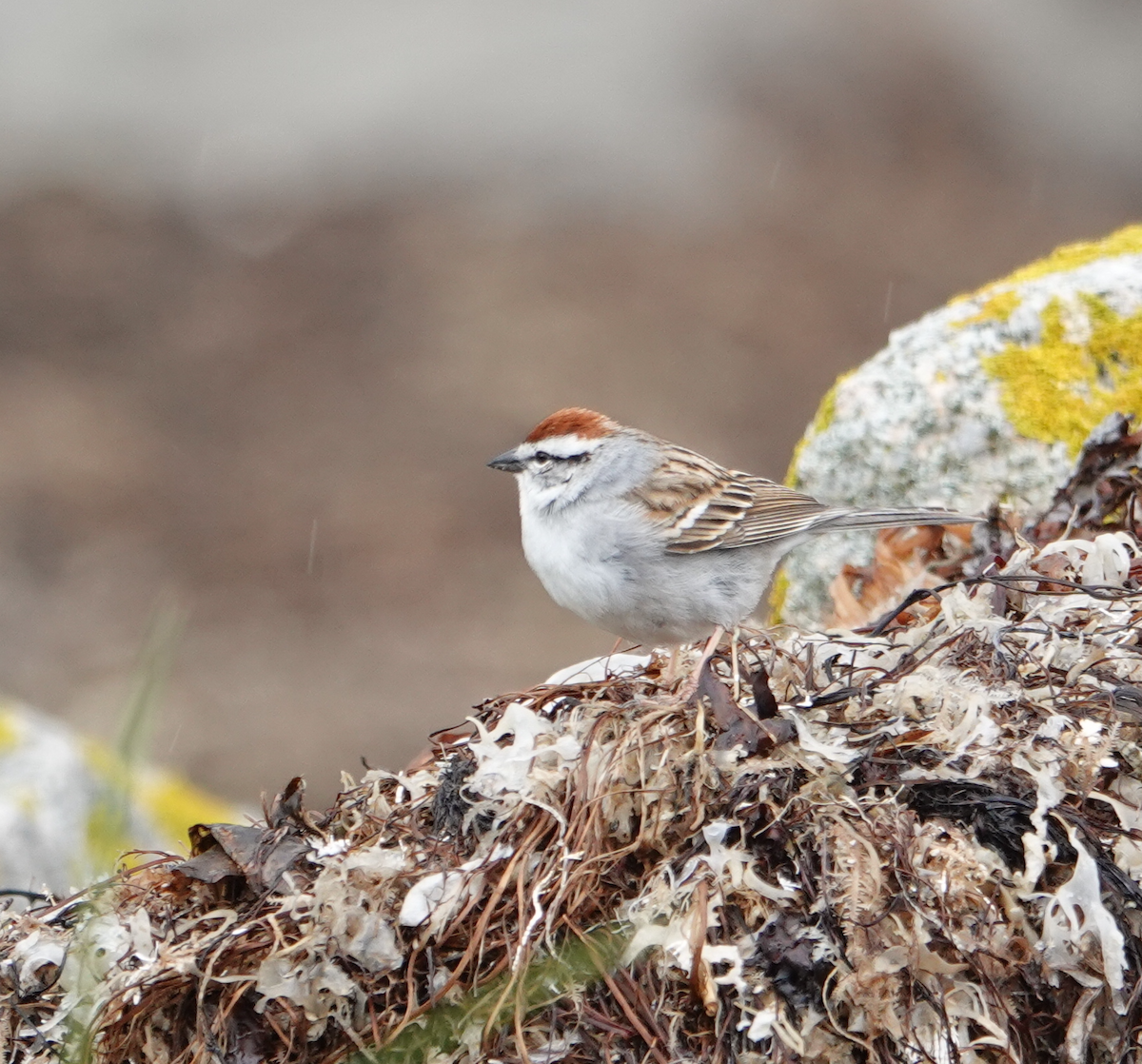 Chipping Sparrow - ML337438411