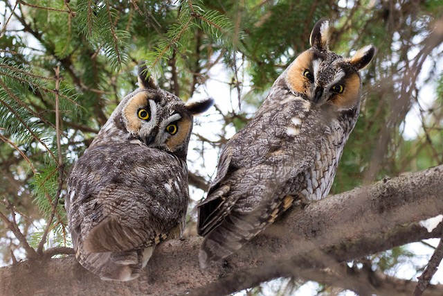 © Scott Weberpal - Long-eared Owl