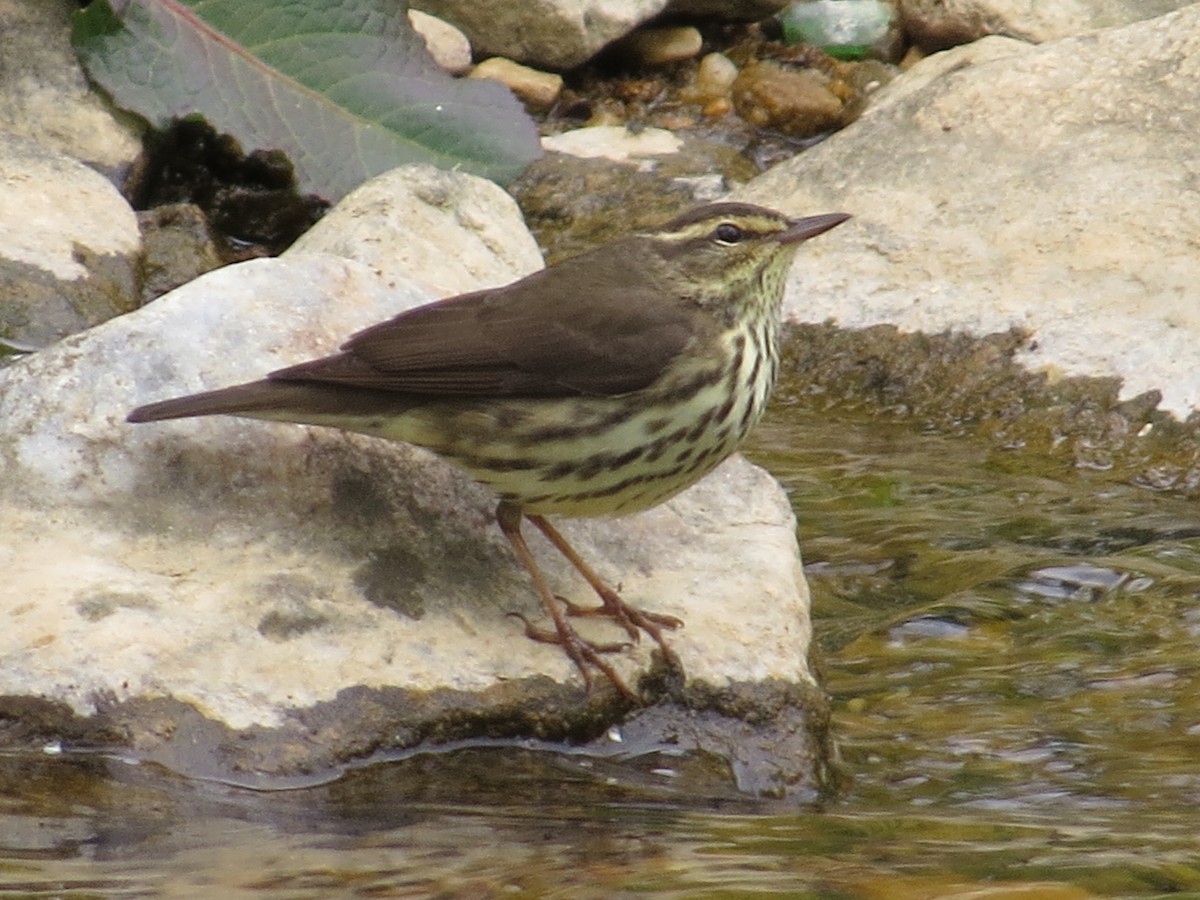 Northern Waterthrush - Dean Mahlstedt