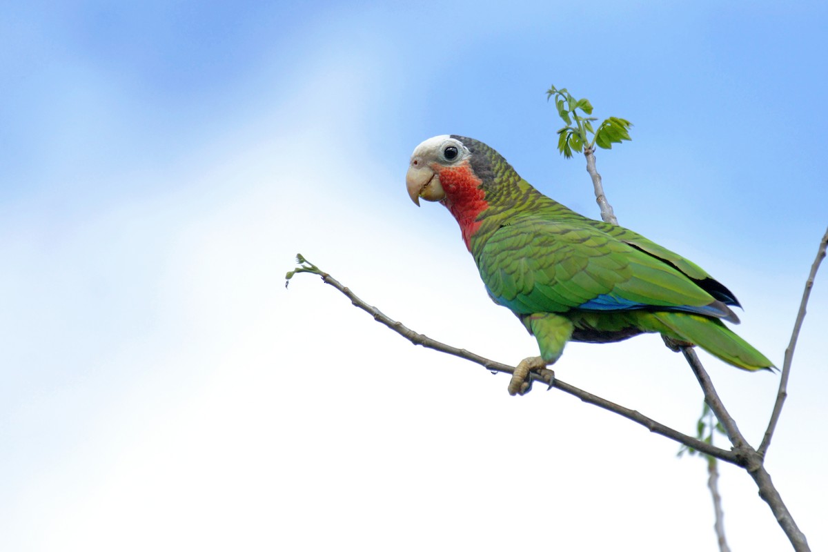 Cuban Parrot - David Irving