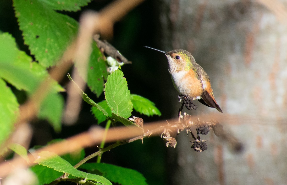 Allen's Hummingbird - Mel Frisk