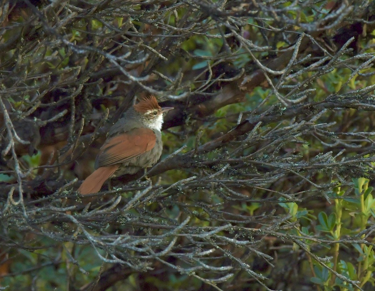 Line-cheeked Spinetail (Baron's) - ML337450891