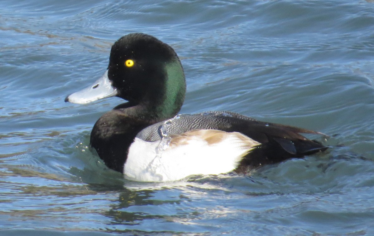 Greater Scaup - David Brown