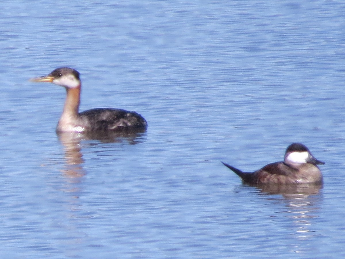Red-necked Grebe - ML33745521