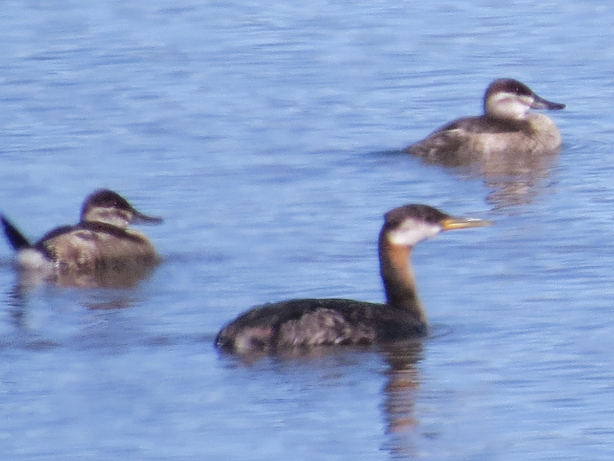 Red-necked Grebe - ML33745541