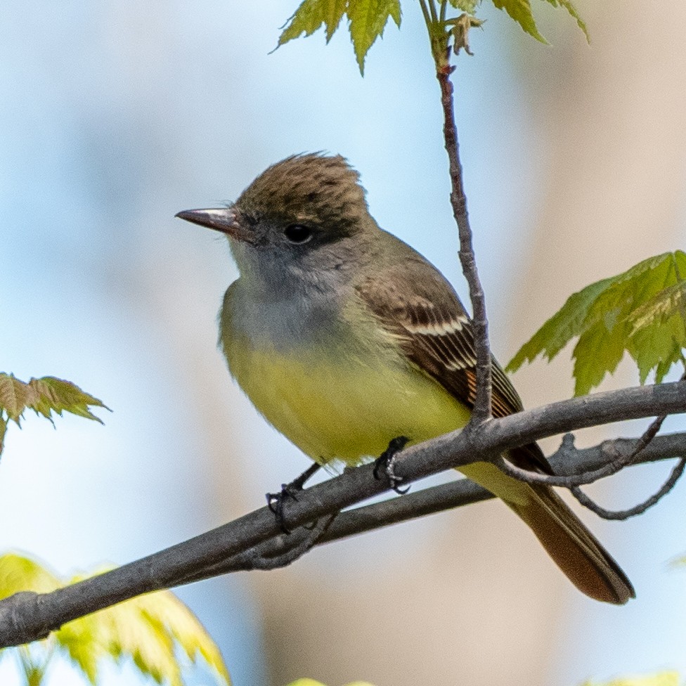 Great Crested Flycatcher - ML337455601
