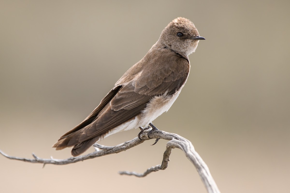 Northern Rough-winged Swallow - Darren Clark