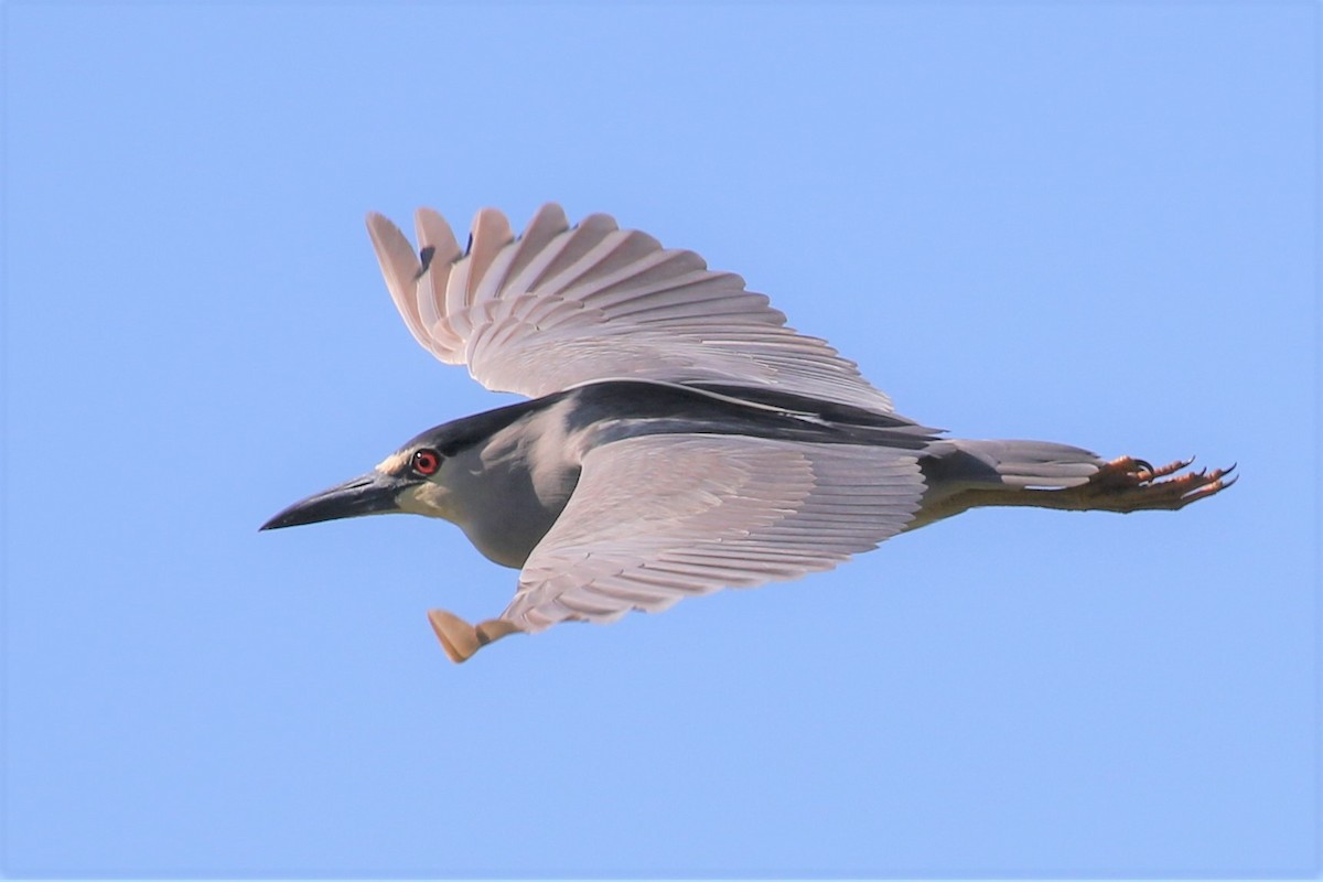 Black-crowned Night Heron - ML337458031