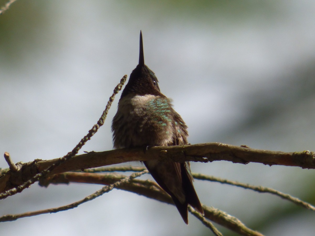 Ruby-throated Hummingbird - ML337459971