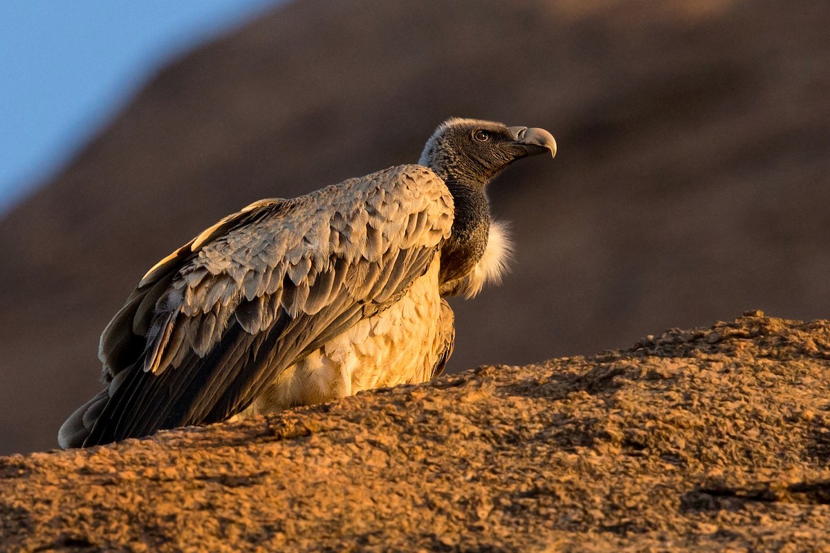 Indian Vulture - ML337462741