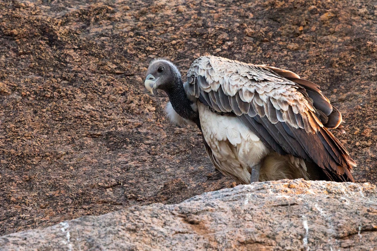 Indian Vulture - David Irving