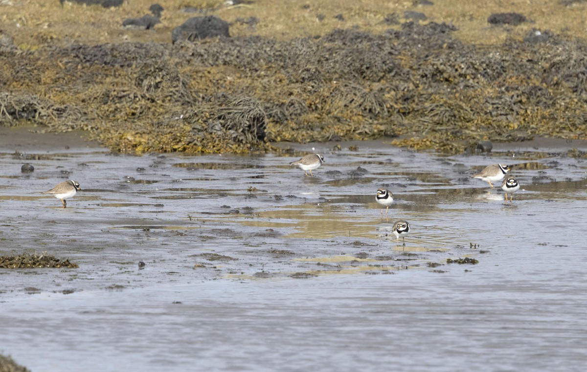 Common Ringed Plover - ML337473731